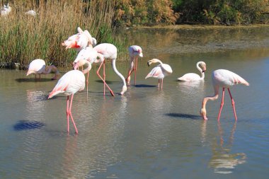 Camargue, Fransa'nın pembe flamingolar