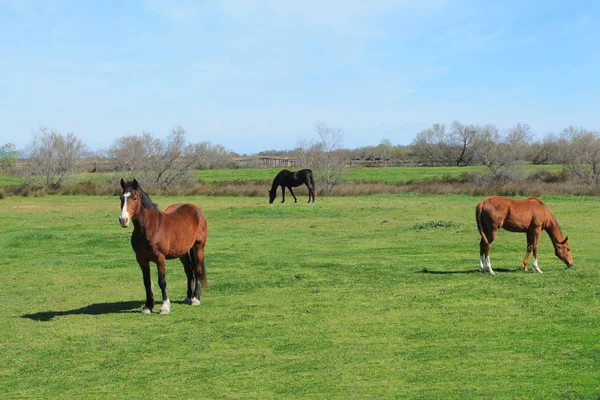 Horses Camargue France — Stock Photo, Image