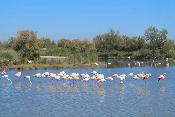 Flamants Roses Camargue France — Photo