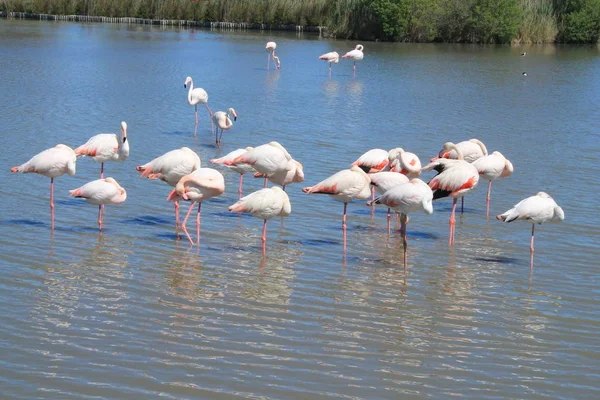 Flamants Roses Camargue France — Photo