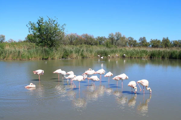 Flamants Roses Camargue France — Photo