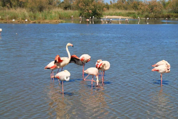 Pink Flamingos Camargue France — Stock Photo, Image