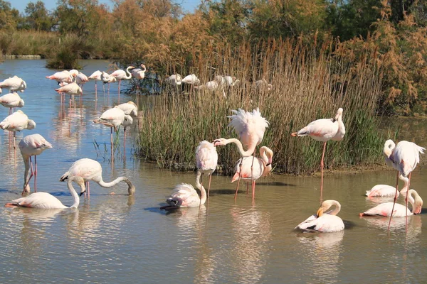 Flamingos Cor Rosa Camargue França — Fotografia de Stock