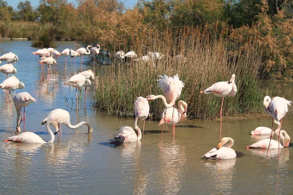 Flamencos Rosas Camargue Francia —  Fotos de Stock