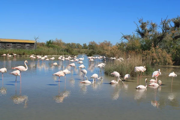 Flamants Roses Camargue France — Photo