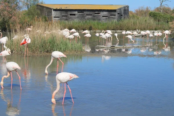 Flamants Roses Camargue France — Photo