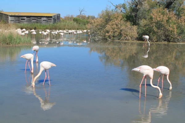 Roze Flamingo Van Camargue Frankrijk — Stockfoto