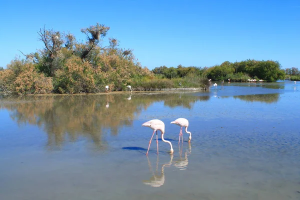Roze Flamingo Van Camargue Frankrijk — Stockfoto