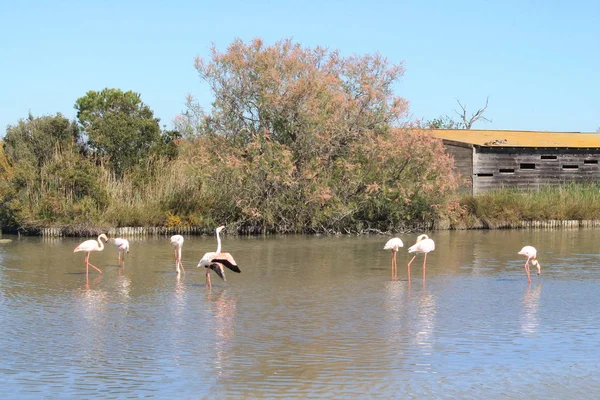 Flamants Roses Camargue France — Photo