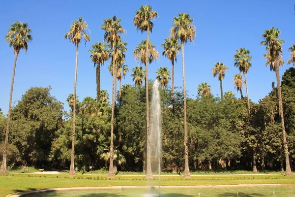 Botanical Garden Algiers Algeria — Stock Photo, Image