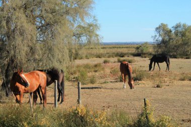 Botanik ve Zooloji doğada güzel atlar Camargue, Fransa rezerv