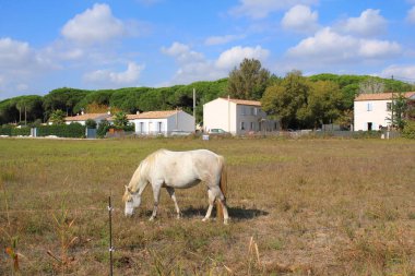 Camargue, Fransa beyaz at botanik ve zooloji doğa rezerv