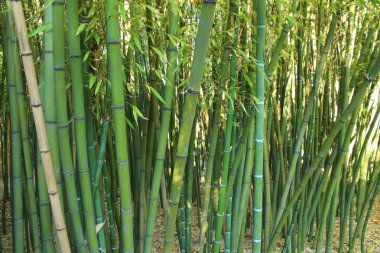 Montpellier, Occitanie bölgesi, Güney Fransa yakınındaki Botanik Bahçe Flaugergues Kalesi