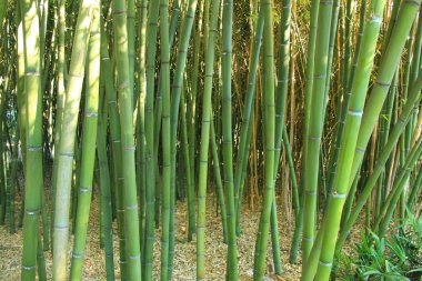 Montpellier, Occitanie bölgesi, Güney Fransa yakınındaki Botanik Bahçe Flaugergues Kalesi
