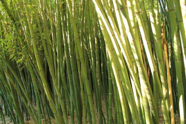 Montpellier, Occitanie bölgesi, Güney Fransa yakınındaki Botanik Bahçe Flaugergues Kalesi