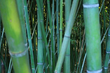 Montpellier, Occitanie bölgesi, Güney Fransa yakınındaki Botanik Bahçe Flaugergues Kalesi