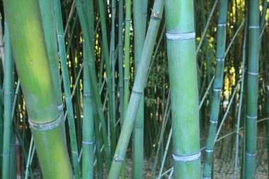 Montpellier, Occitanie bölgesi, Güney Fransa yakınındaki Botanik Bahçe Flaugergues Kalesi