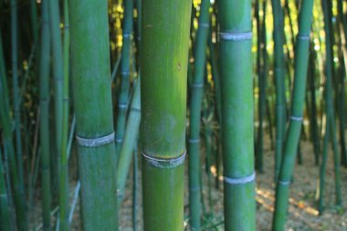 Montpellier, Occitanie bölgesi, Güney Fransa yakınındaki Botanik Bahçe Flaugergues Kalesi