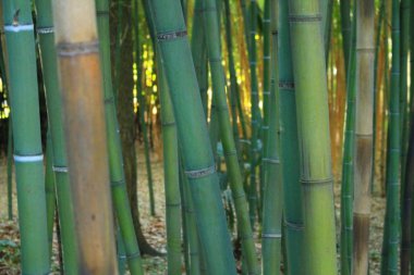 Montpellier, Occitanie bölgesi, Güney Fransa yakınındaki Botanik Bahçe Flaugergues Kalesi