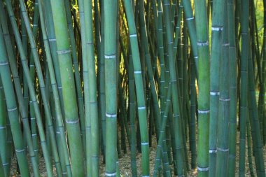 Montpellier, Occitanie bölgesi, Güney Fransa yakınındaki Botanik Bahçe Flaugergues Kalesi