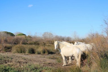 Camargue, Fransa beyaz at botanik ve zooloji doğa rezerv