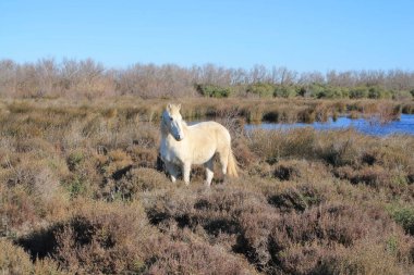 Camargue, Fransa beyaz at botanik ve zooloji doğa rezerv