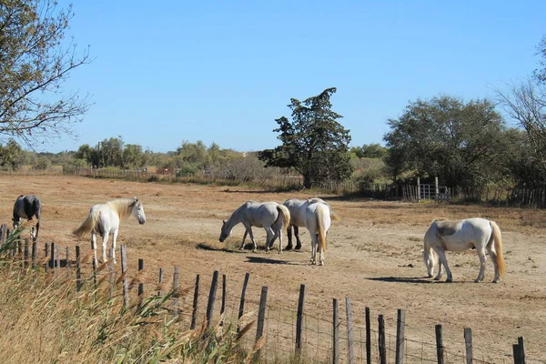 Pferde Botanischen Und Zoologischen Naturreservat Camargue Frankreich — Stockfoto