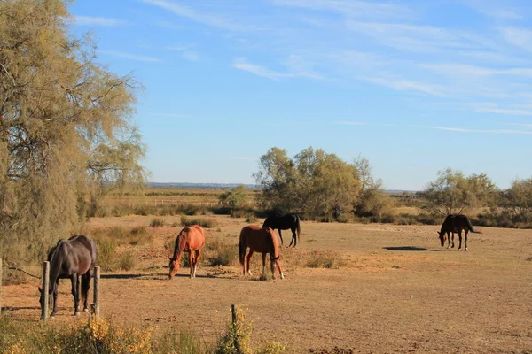 Hermosos Caballos Reserva Natural Botánica Zoológica Camargue Francia — Foto de Stock