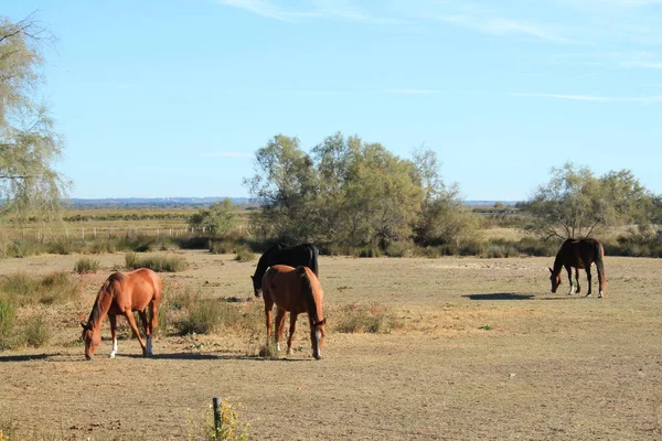 Botanik Zooloji Doğada Güzel Atlar Camargue Fransa Rezerv — Stok fotoğraf