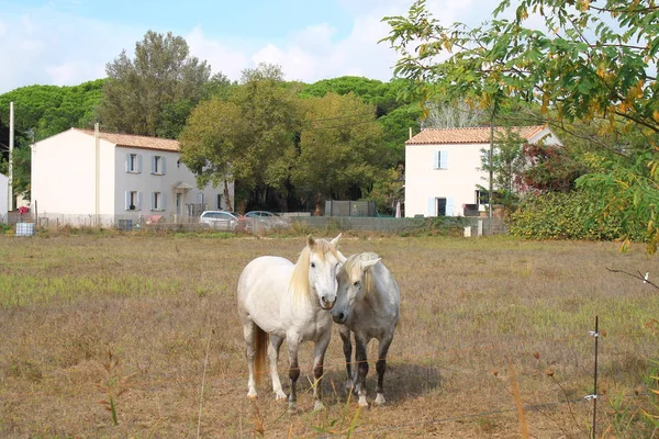 Witte Paarden Botanische Zoölogische Natuur Reserve Van Camargue Frankrijk — Stockfoto