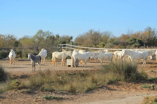 Camargue Fransa Beyaz Botanik Zooloji Doğa Rezerv — Stok fotoğraf