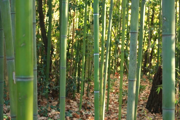 Jardín Botánico Del Castillo Flaugergues Cerca Montpellier Región Occitanie Sur — Foto de Stock