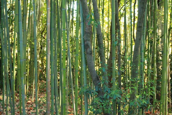 Botanische Tuin Van Flaugergues Kasteel Buurt Van Montpellier Occitanie Regio — Stockfoto