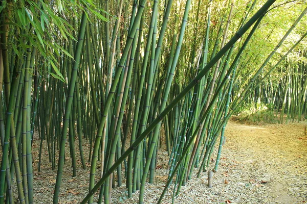 Botanische Tuin Van Flaugergues Kasteel Buurt Van Montpellier Occitanie Regio — Stockfoto