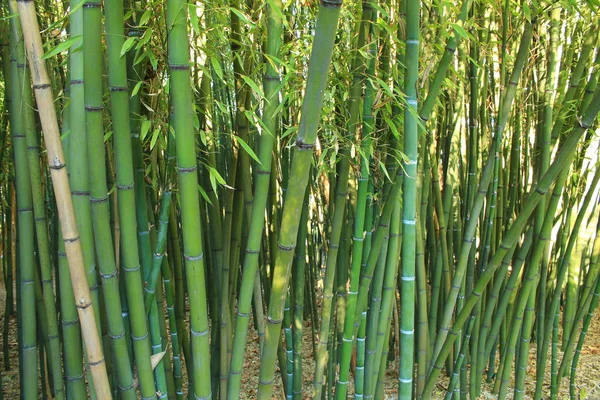 Jardín Botánico Del Castillo Flaugergues Cerca Montpellier Región Occitanie Sur —  Fotos de Stock