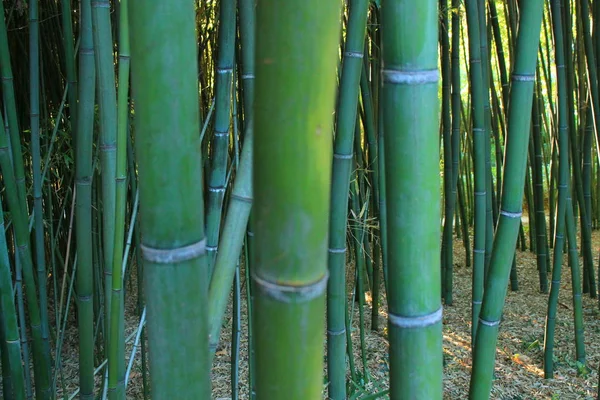 Jardín Botánico Del Castillo Flaugergues Cerca Montpellier Región Occitanie Sur — Foto de Stock