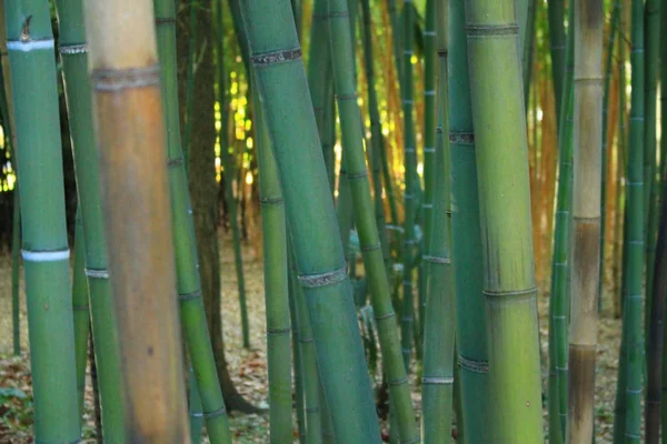 Montpellier, Occitanie bölgesi, Güney Fransa yakınındaki Botanik Bahçe Flaugergues Kalesi