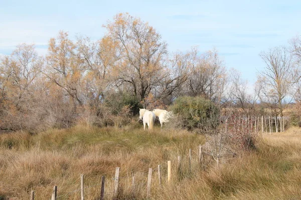 Caballos Blancos Reserva Natural Botánica Zoológica Camargue Francia — Foto de Stock