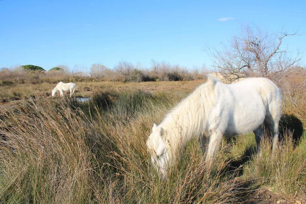 Cavalos Brancos Reserva Natural Botânica Zoológica Camargue França — Fotografia de Stock