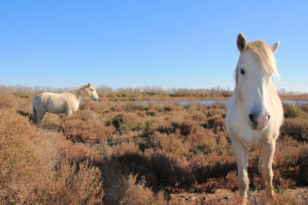 Caballos Blancos Reserva Natural Botánica Zoológica Camargue Francia — Foto de Stock