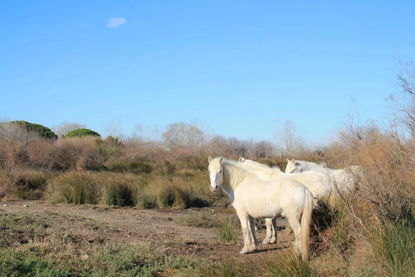 Vita Hästar Botaniska Och Zoologiska Natur Reserv Camargue Frankrike Royaltyfria Stockfoton