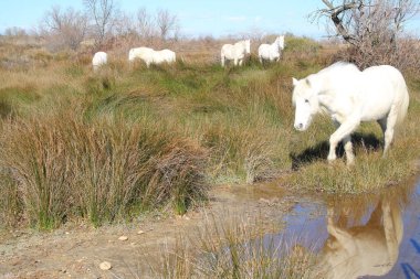 Camargue, Fransa beyaz at botanik ve zooloji doğa rezerv