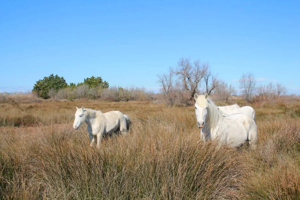 Camargue Fransa Beyaz Botanik Zooloji Doğa Rezerv — Stok fotoğraf