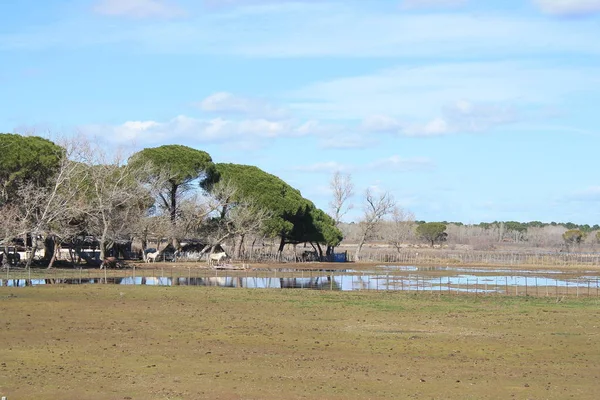 Camargue Botanical Zoological Nature Reserve France — Stock Photo, Image