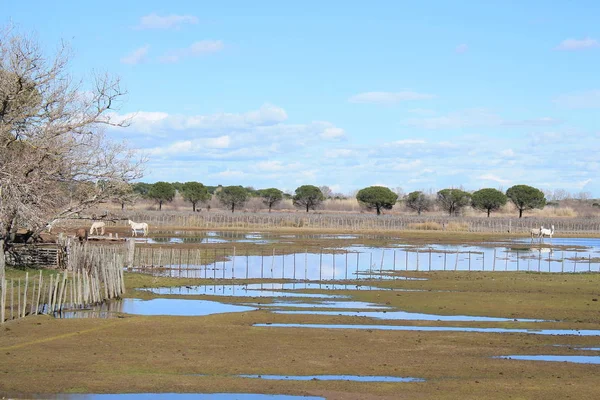 Camargue Botanicznych Zoologicznych Rezerwatu Francji — Zdjęcie stockowe