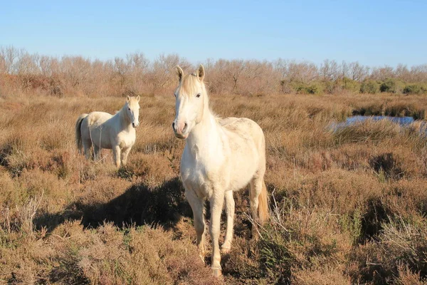 Vita Hästar Botaniska Och Zoologiska Natur Reserv Camargue Frankrike Stockbild