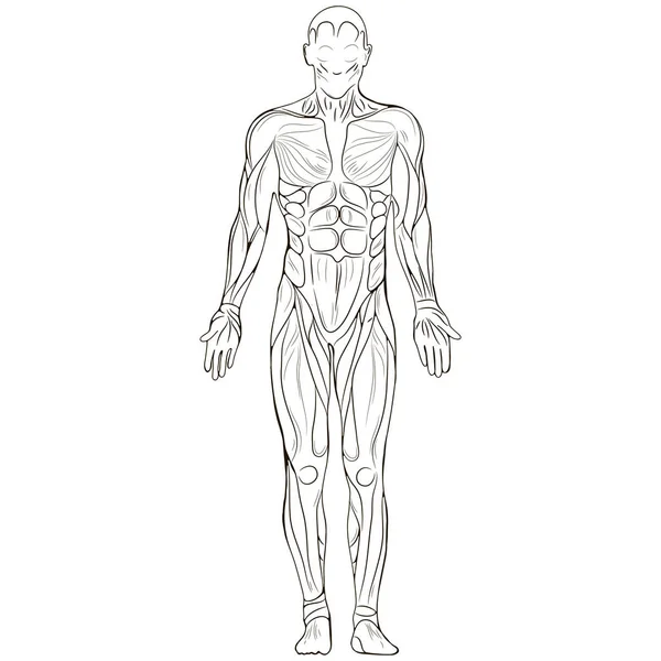 Silhouette del corpo umano — Vettoriale Stock