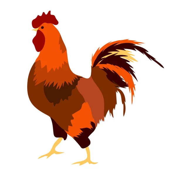 Illustration with colorful bright cock — Stock Vector