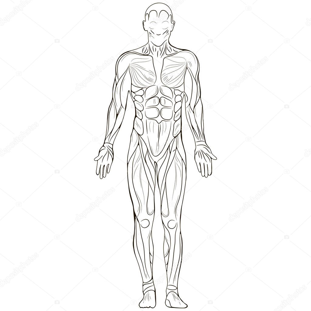 illustration with silhouette of human body