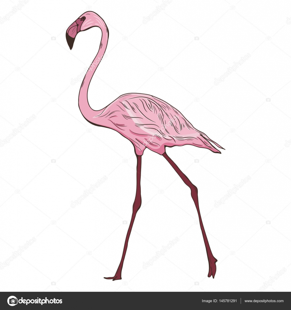 フラミンゴで描かれたイラストを手します ストックベクター C Vareennik フラミンゴで描かれたイラストを手します ストックベクター C Vareennik